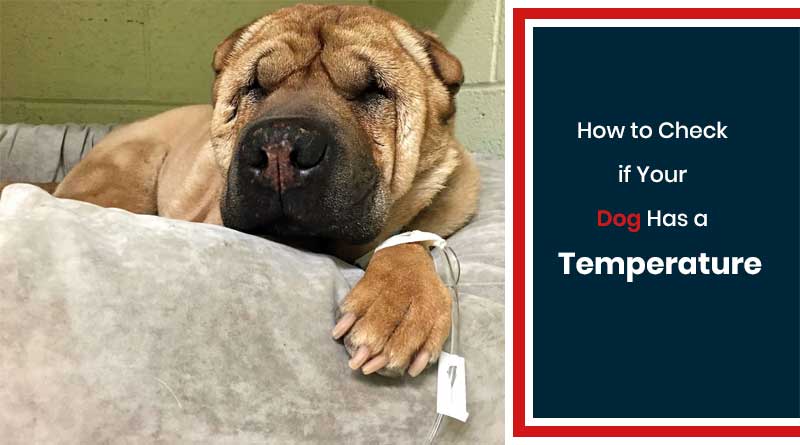 How to Check if Your Dog Has a Temperature