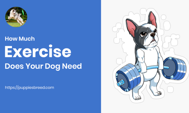 How Much Exercise Does Your Dog Need?