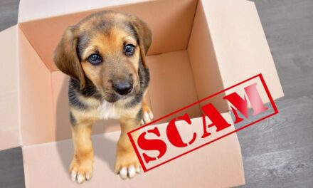 Don’t Get Scammed When Buying A Puppy