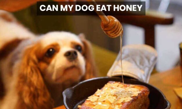 Can My Dog Eat Honey? Is Honey Safe for Dogs