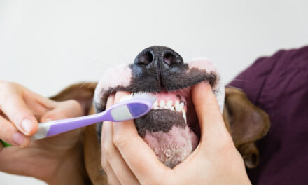 How to Brush Your Dog’s teeth
