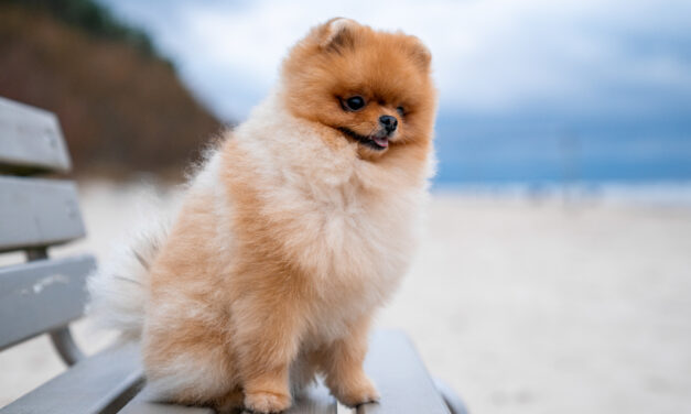 Everything You Need To Know About Teacup Pomeranian