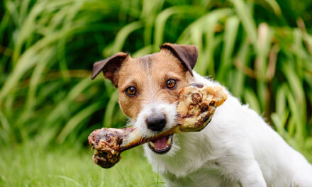 Can Dogs Eat Bones? A Comprehensive Guide for Pet Owners