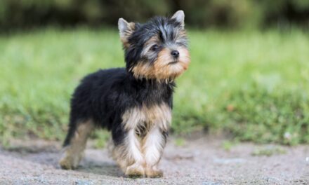 Yorkshire Terriers