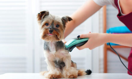 How to do Dog Grooming Professionally?