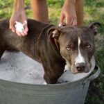 A Complete Guide to Pit Bull Skin Issues